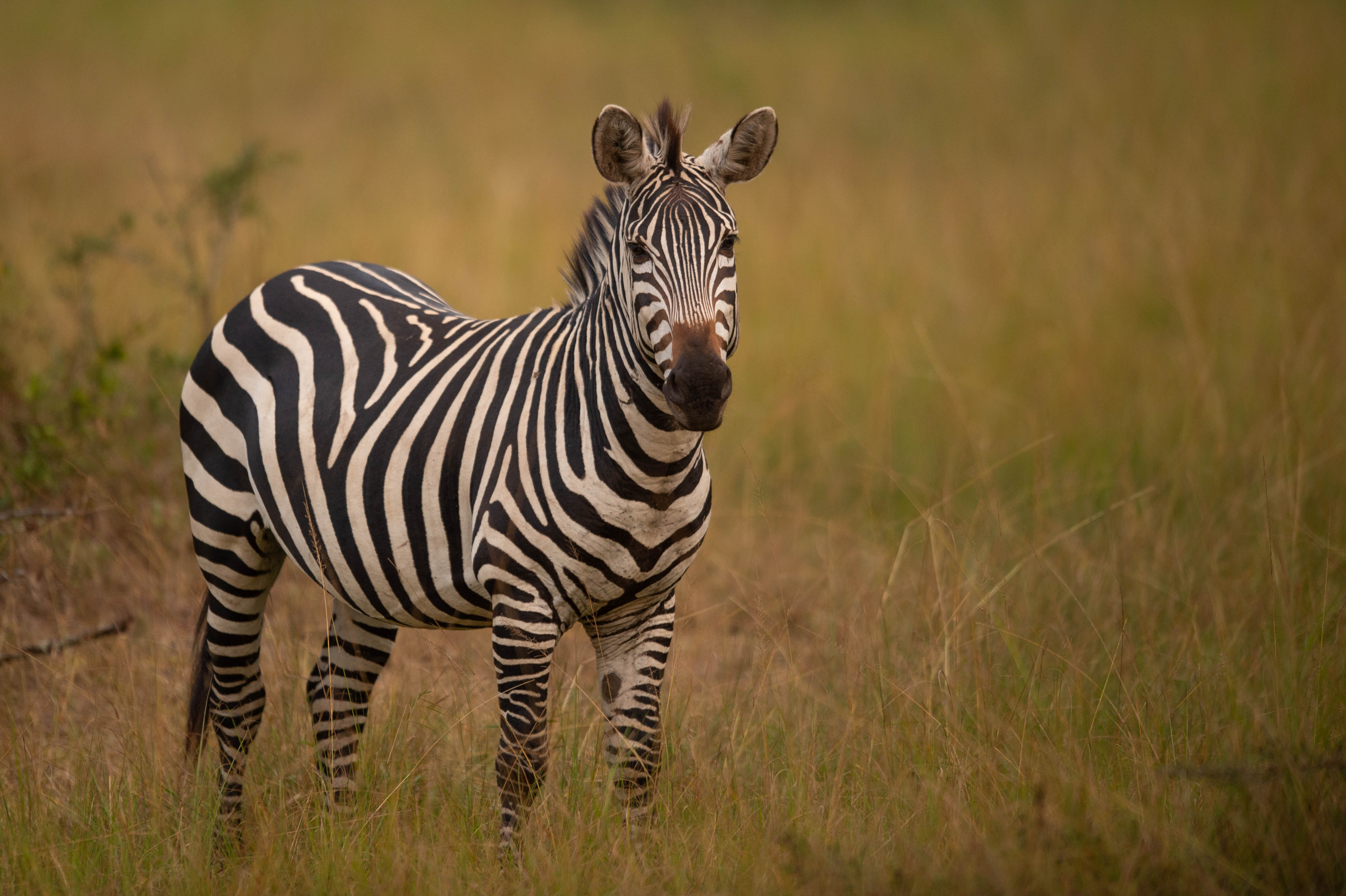 Zebra
